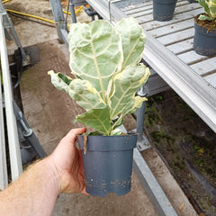 25 - 35cm Variegated Ficus Lyrata House Plant 14cm Pot