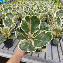 25 - 35cm Variegated Ficus Lyrata House Plant 14cm Pot