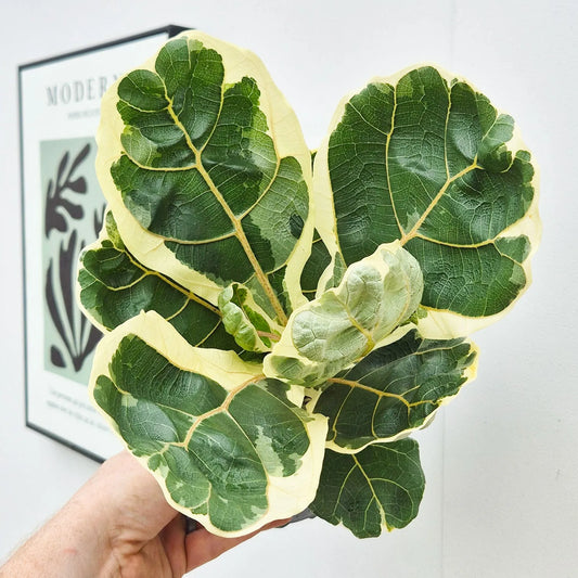 25 - 35cm Variegated Ficus Lyrata House Plant 14cm Pot