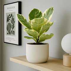 25 - 35cm Variegated Ficus Lyrata House Plant 14cm Pot