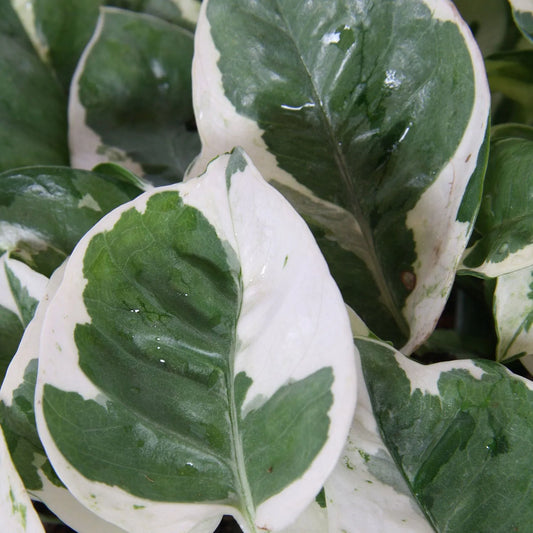 25 - 40cm Epipremnum Njoy Pothos in Hanging Pot 17cm House Plant