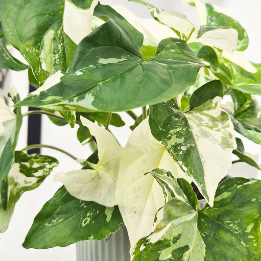 25 - 40cm Syngonium Albo Variegata 12cm Pot House Plant House Plant