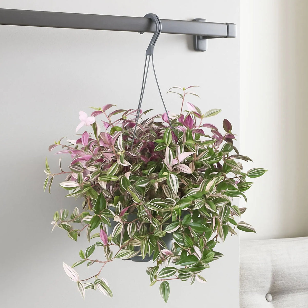 25 - 40cm Tradescantia Quadcolour Houseplant 17cm Hanging Pot