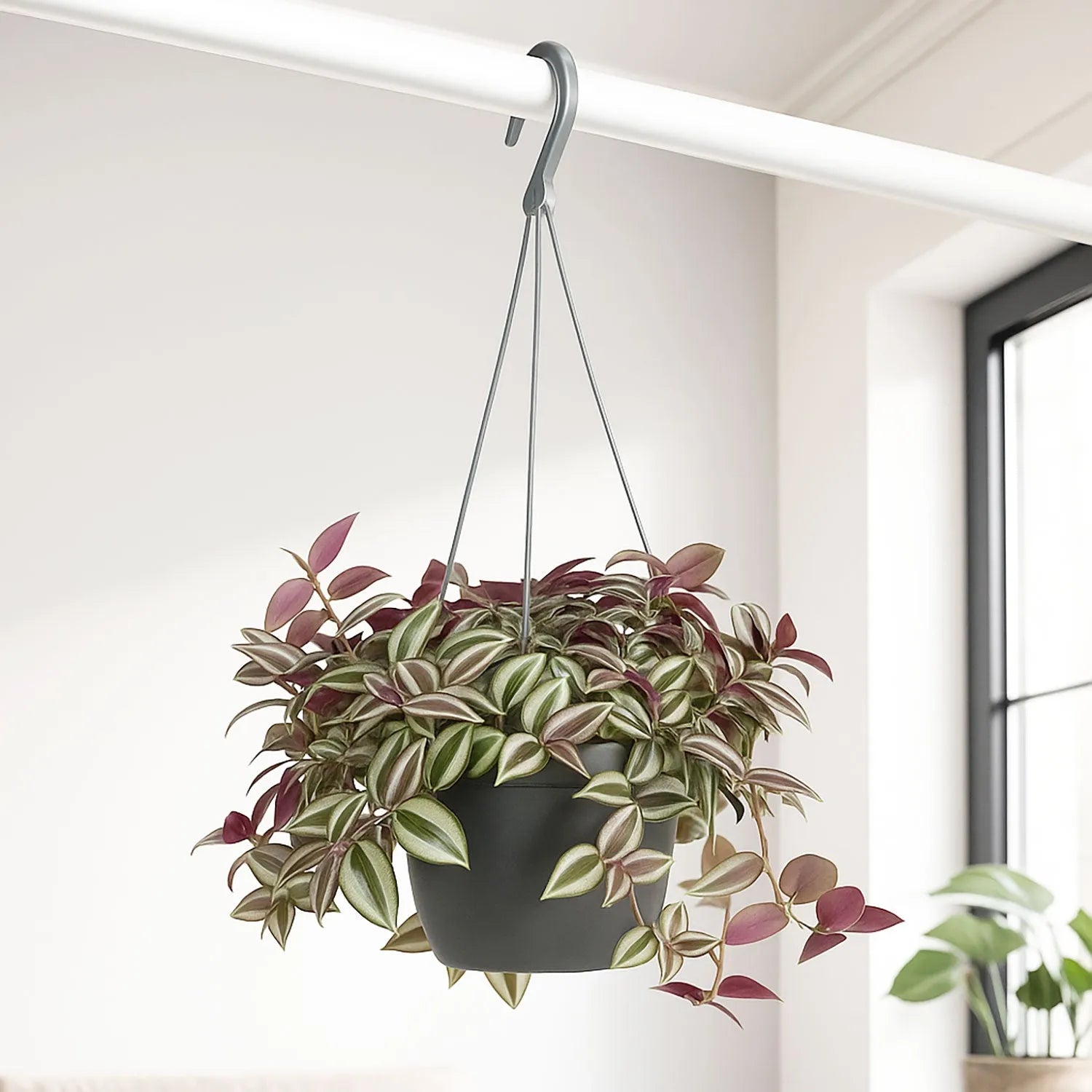 25 - 40cm Tradescantia Zebrina Violet Hill Houseplant 17cm Hanging Pot