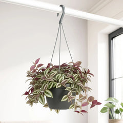 25 - 40cm Tradescantia Zebrina Violet Hill Houseplant 17cm Hanging Pot
