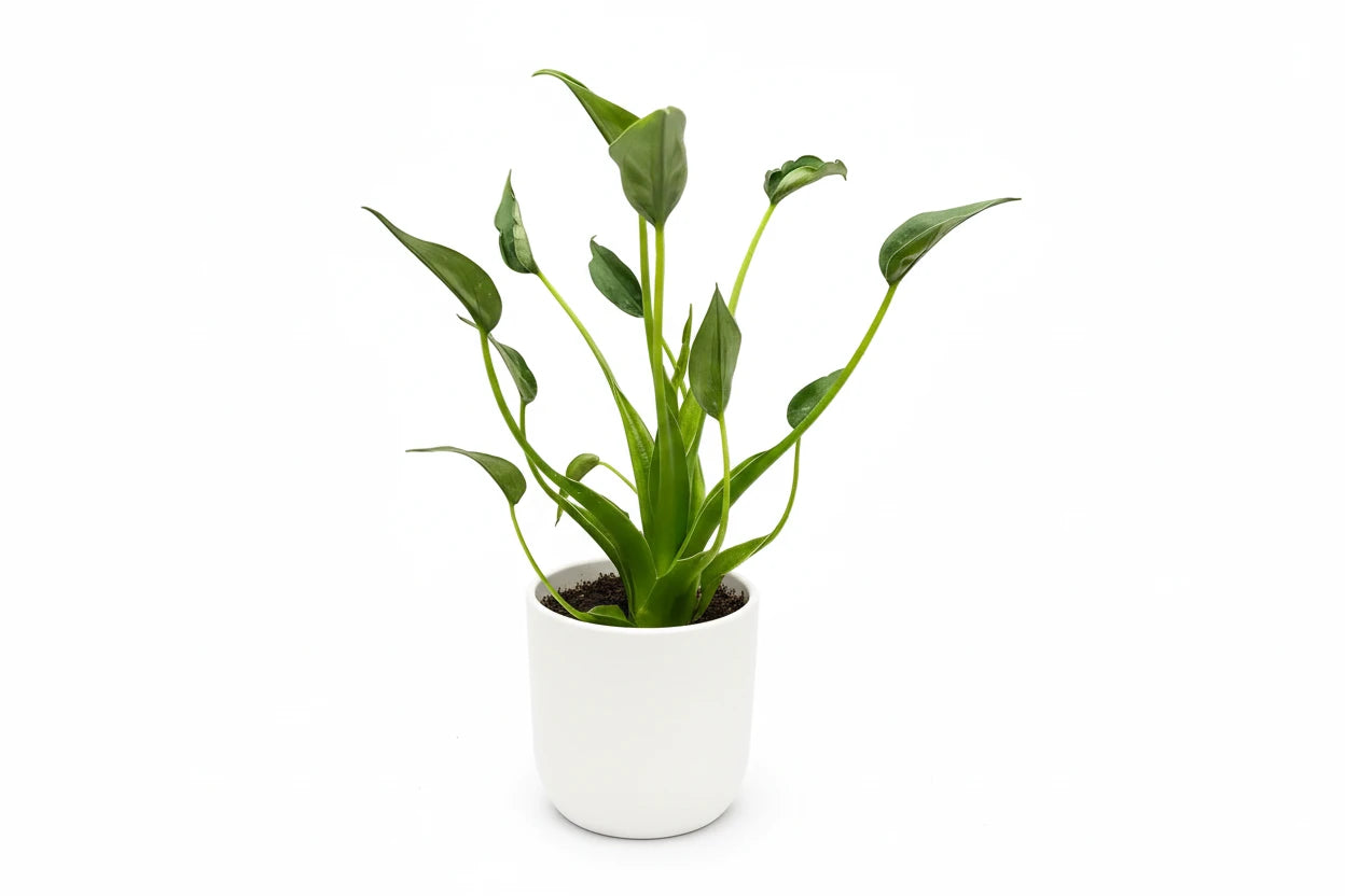 25 - 45cm Alocasia Tiny Dancer 12cm Pot