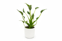 25 - 45cm Alocasia Tiny Dancer 12cm Pot