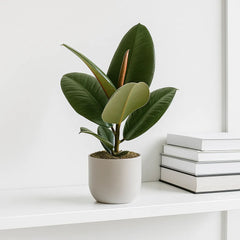 25 - 45cm Ficus Robusta Rubber Plant 12cm Pot House Plant