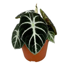 25 cm Alocasia Ninja House Plant 14 cm Pot