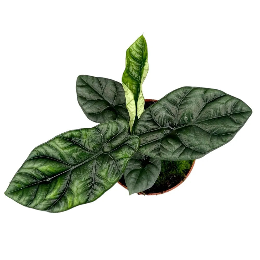 25 cm Alocasia Sinuata House Plant 14 cm Pot