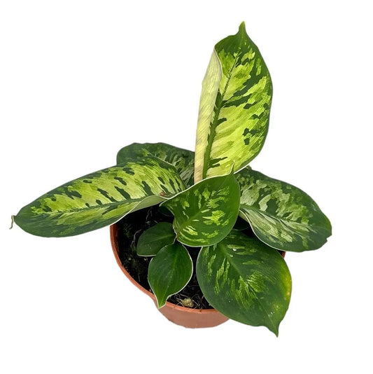 25 cm Homalomena Wallisii Camouflage House Plant 14 cm Pot