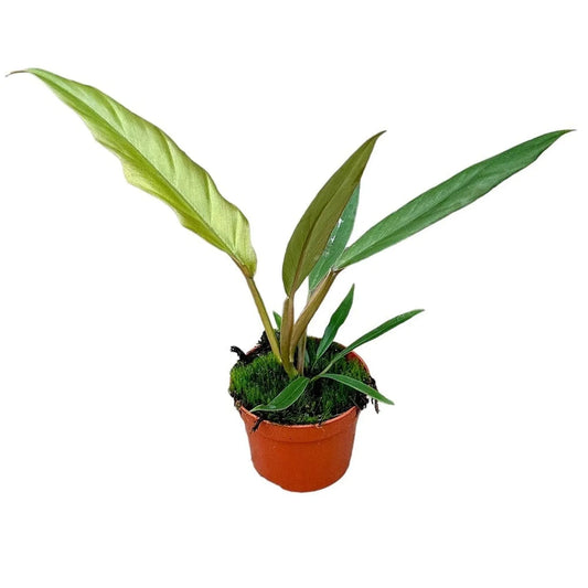 25 cm Philodendron Caramel Pluto House Plant 10,5 cm Pot