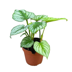 25 cm Philodendron Mamei Silver Cloud House Plant 17 cm Pot