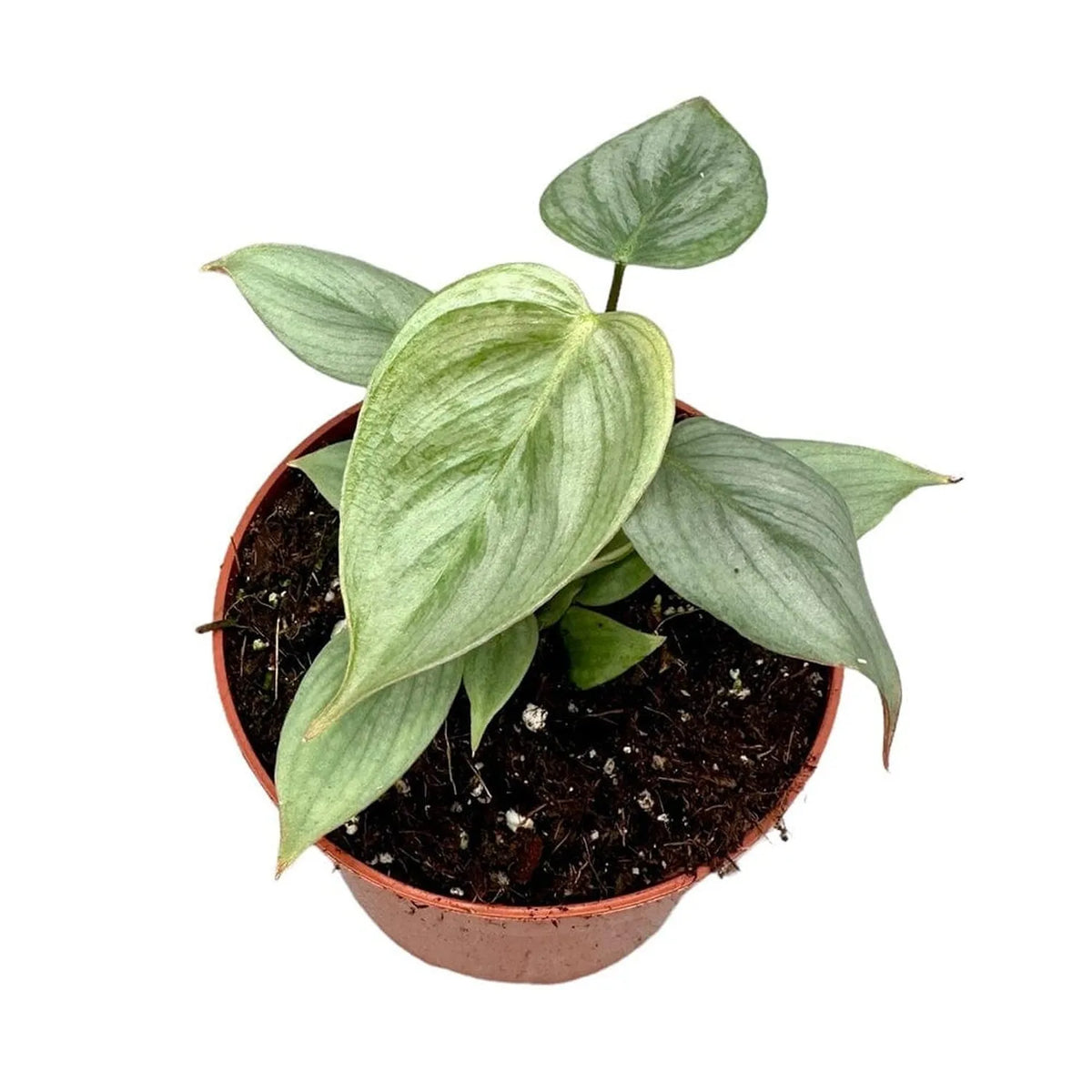 25 cm Philodendron Sodiroi House Plant 10,5 cm Pot