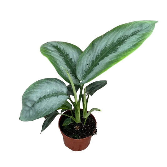 25 cm Schismatoglottis Silver Borneo House Plant 10,5 cm Pot
