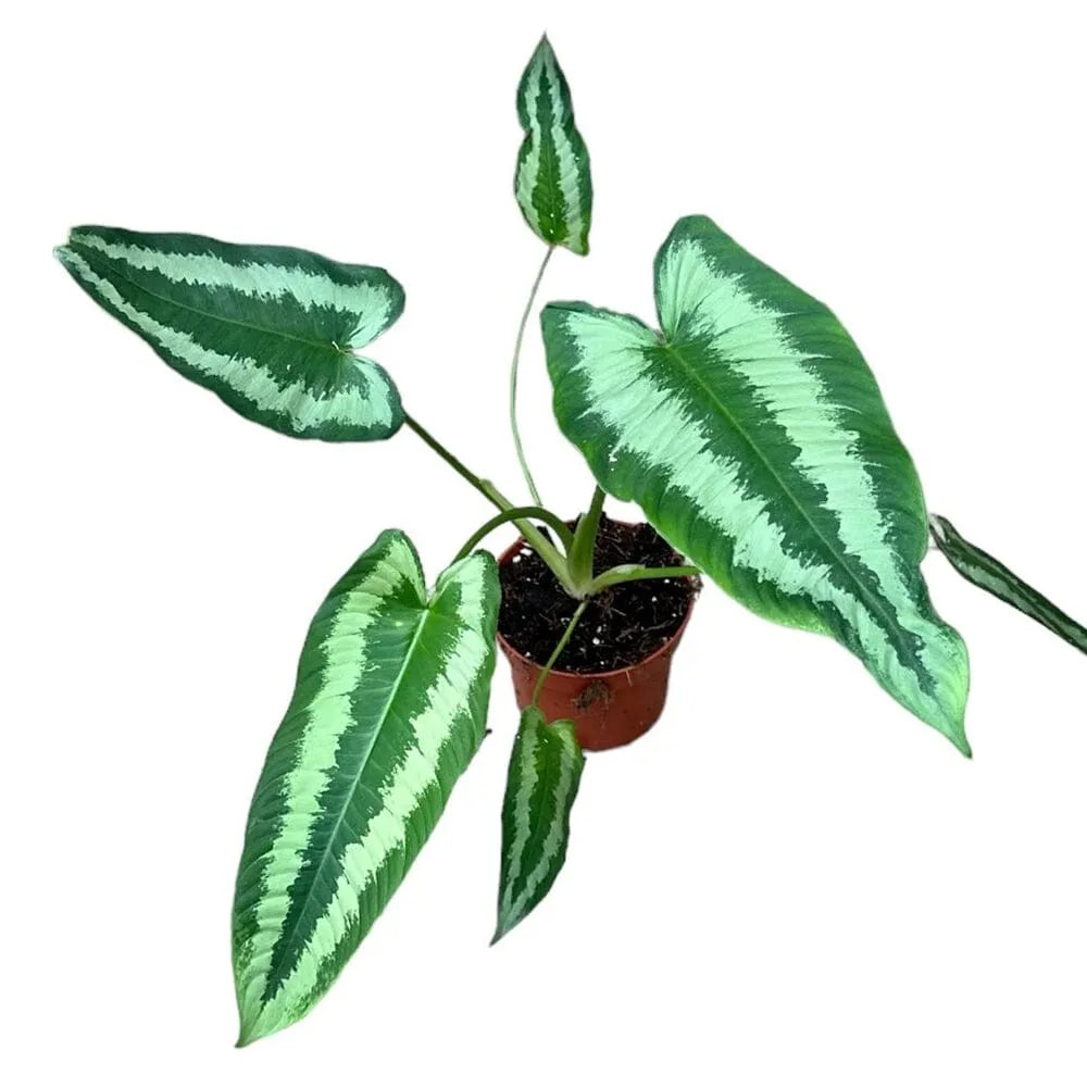 25 cm Schismatoglottis Wallichii House Plant 10,5 cm Pot