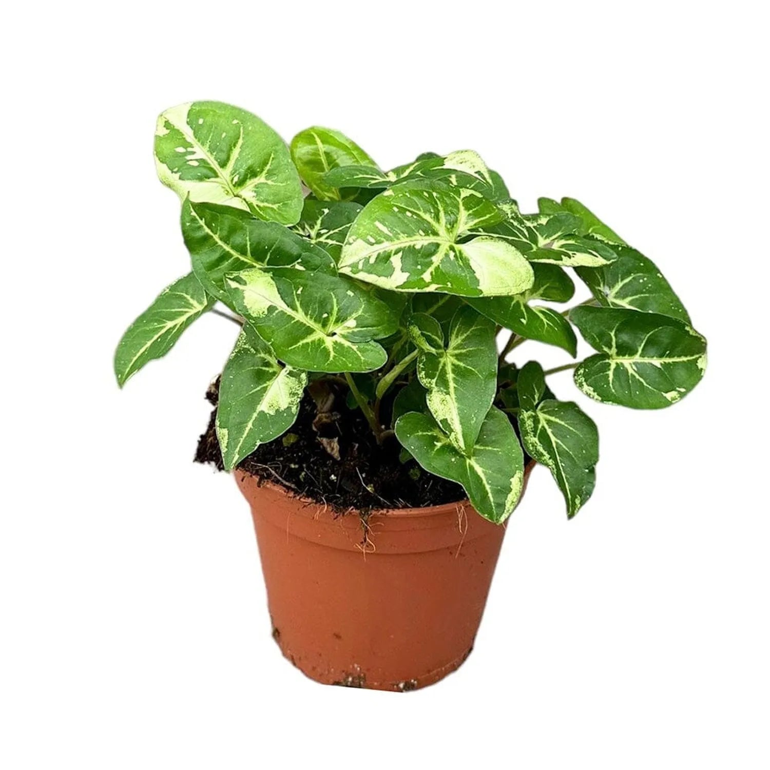 25 cm Syngonium Panda House Plant 14 cm Pot