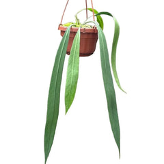 25cm Anthurium Vittarifolium House Plant 14 cm Pot