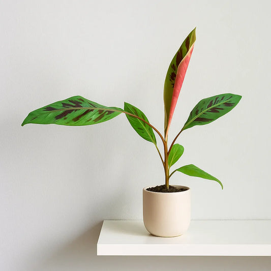 25cm Musa Acuminata House Plant 10.5cm Pot