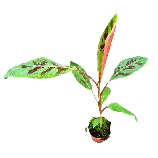 25cm Musa Acuminata House Plant 10.5cm Pot