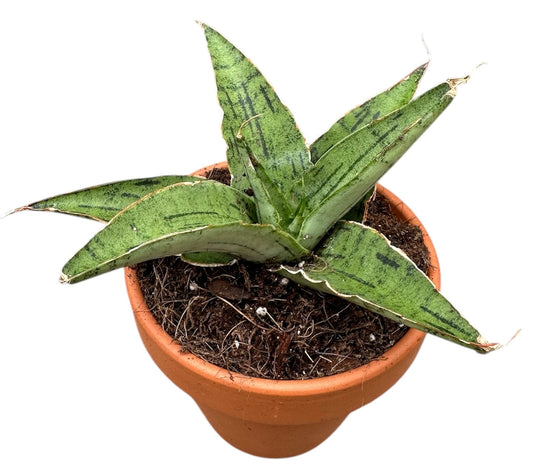Sansevieria Snowflake House 8cm Pot House Plant