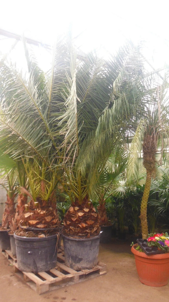 phoenix palm indoor plant 260