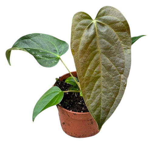 Anthurium Queen Of Hearts 10.5cm Pot 15cm Height House Plant