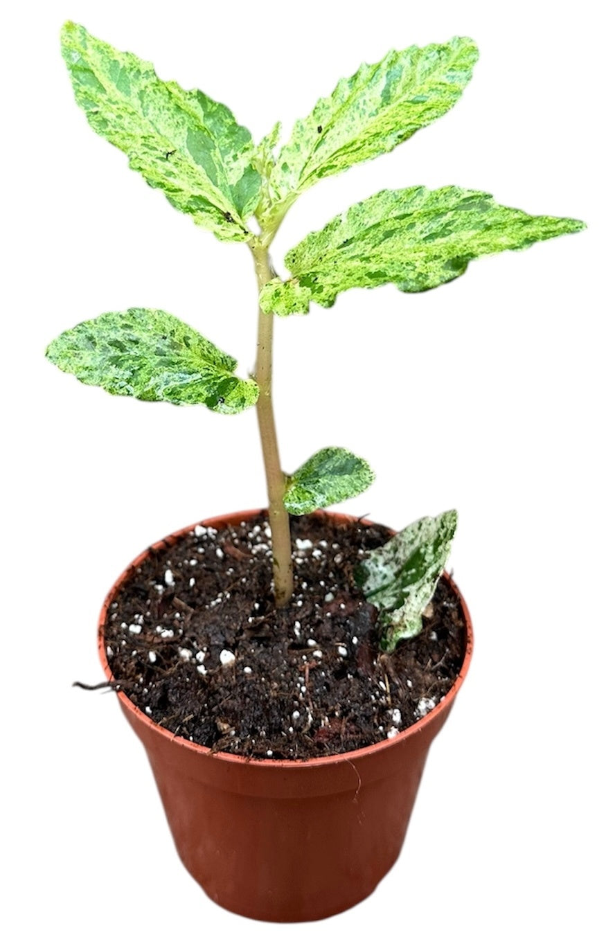 Pellionia Repens Variegata 8cm Pot 15cm Height House Plant