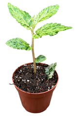 Pellionia Repens Variegata 8cm Pot 15cm Height House Plant