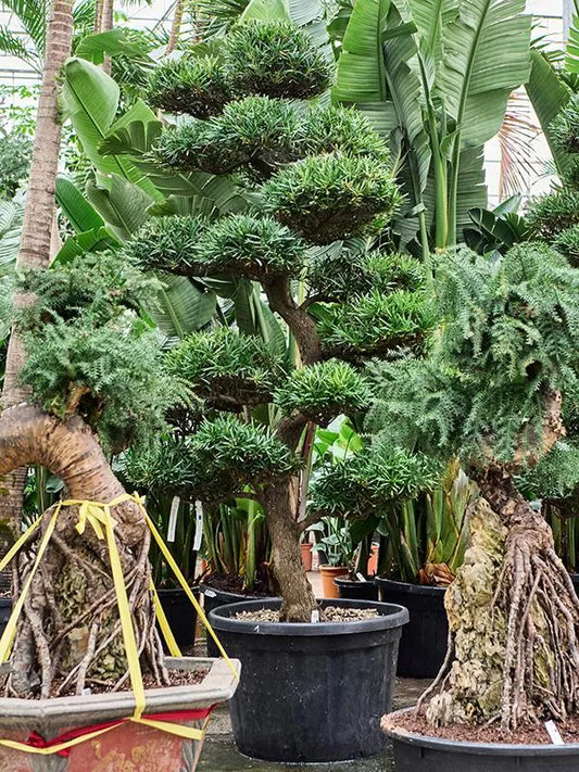 270 - 290cm Podocarpus macrophyllus XXL 75cm Pot House Plant