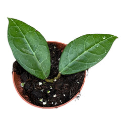 10 - 15cm Hoya Verticillata Lampung House Plant 10,5 cm Pot