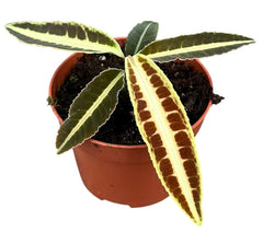 Labisia Jabi 10.5cm Pot House Plant