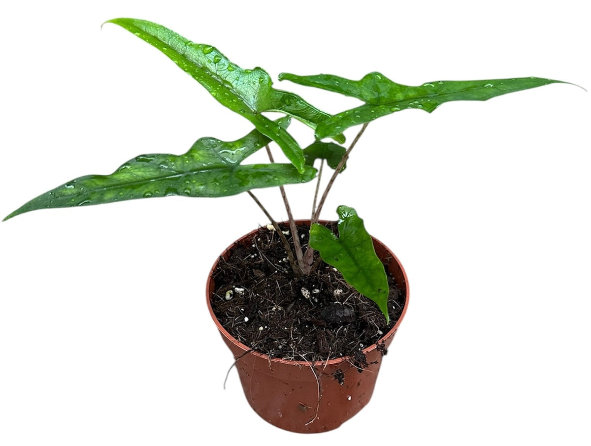 Alocasia Sabrina 10.5cm Pot 20cm Height House Plant