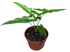 Alocasia Sabrina 10.5cm Pot 20cm Height House Plant