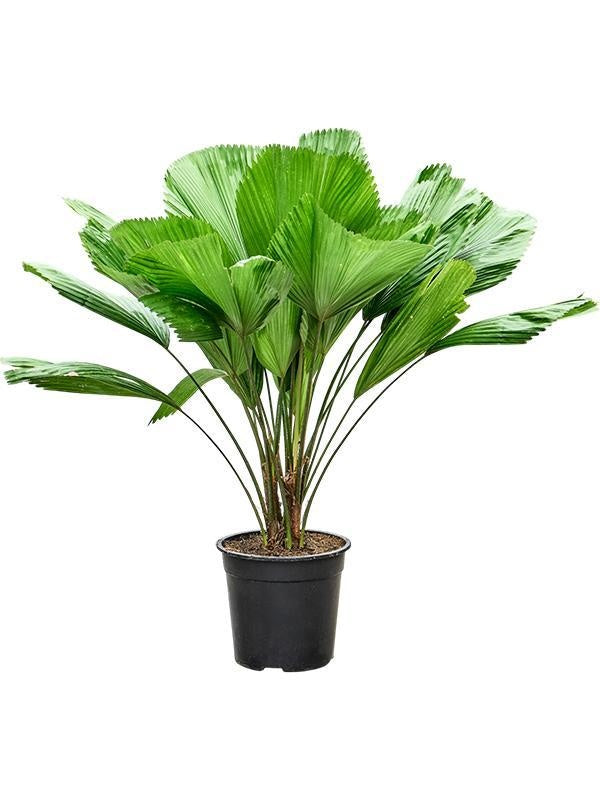 145 - 155cm Licuala Grandis Fan Palm 27cm Pot House Plant