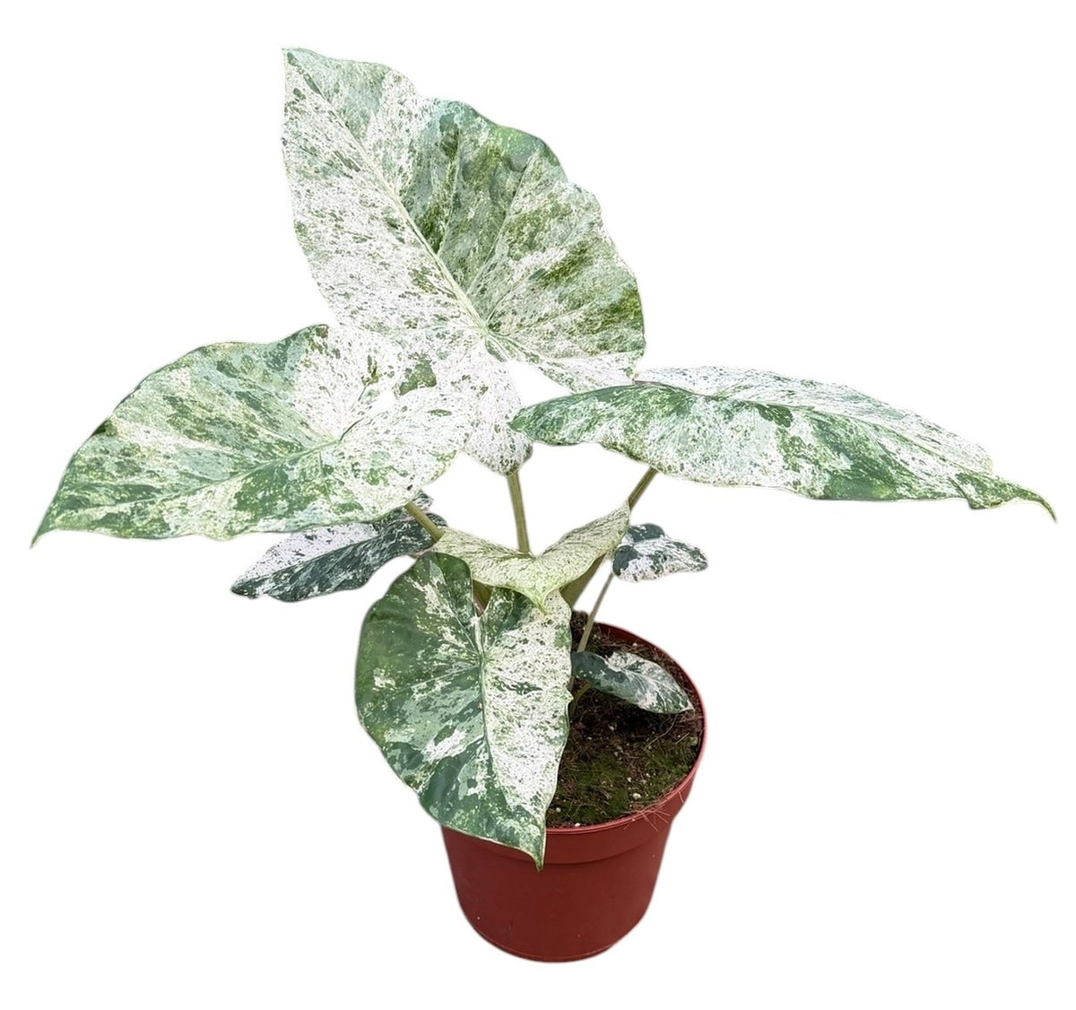 Alocasia Odora Variegata Batik 17cm Pot 45cm Height House Plant