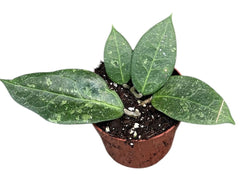 Hoya Verticillata Lavia 10.5cm Pot 10cm Height House Plant