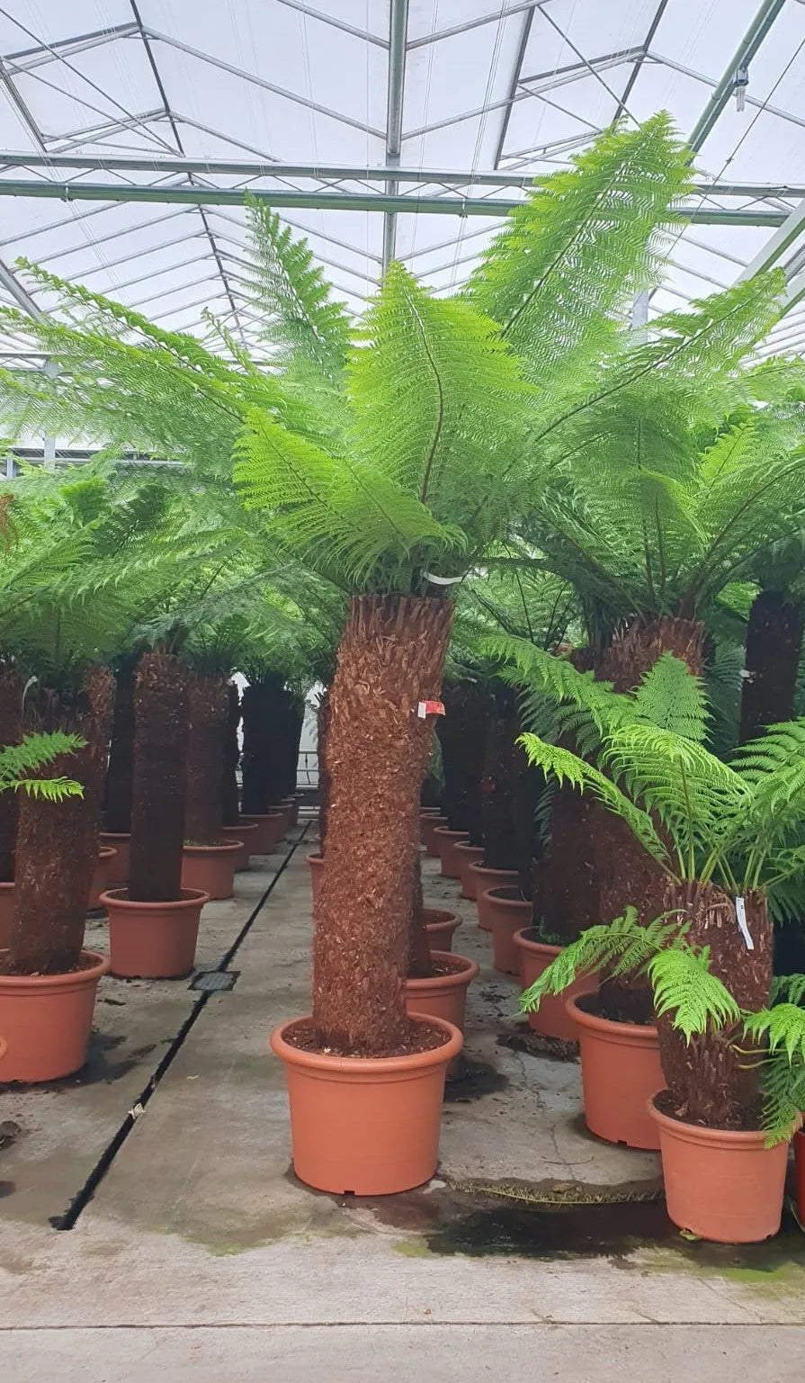 280 - 320cm XXL Dicksonia Antarctica 70cm Pot House Plant