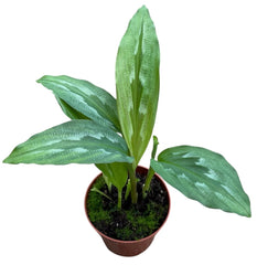 Kaempferia Rotunda House Plant 8cm Pot