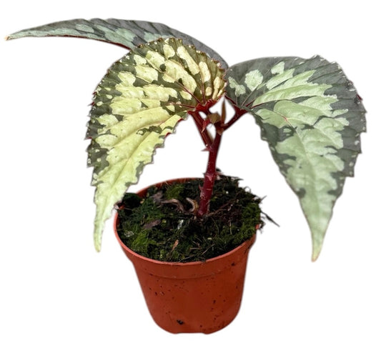 Begonia Lucifer 8cm Pot 15cm Height House Plant