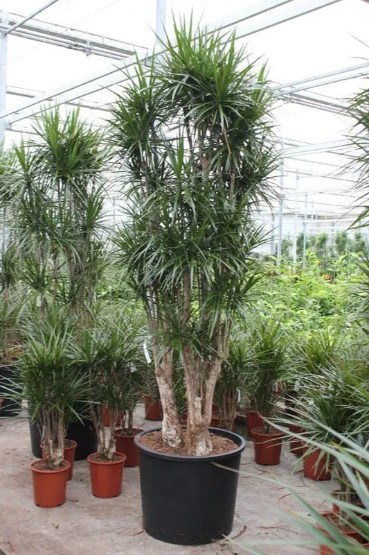 290 - 320cm XXL Dracaena Marginata 70cm Pot House Plant