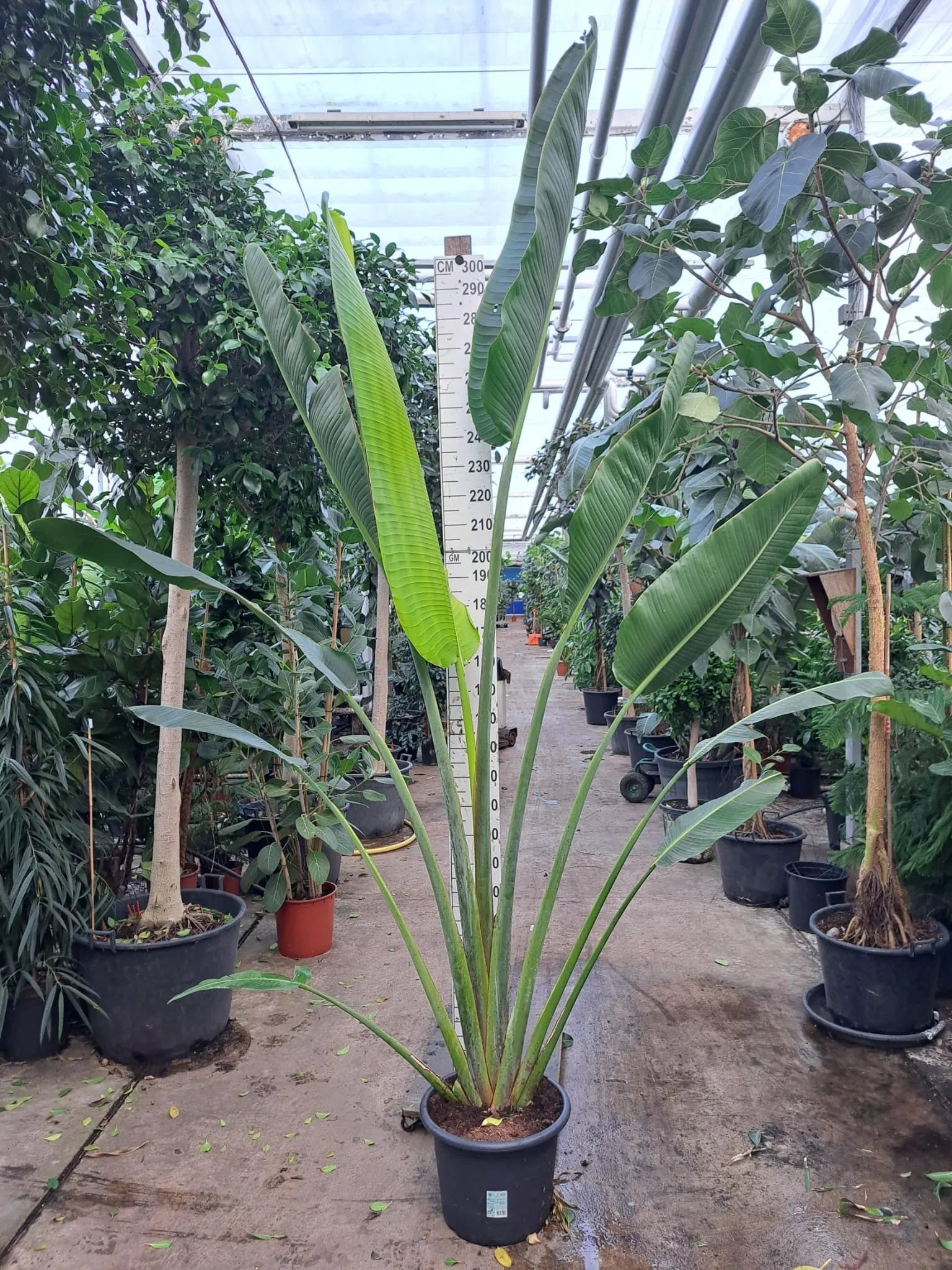 290 - 320cm XXL Ravenala Madagascariensis 45cm Pot House Plant