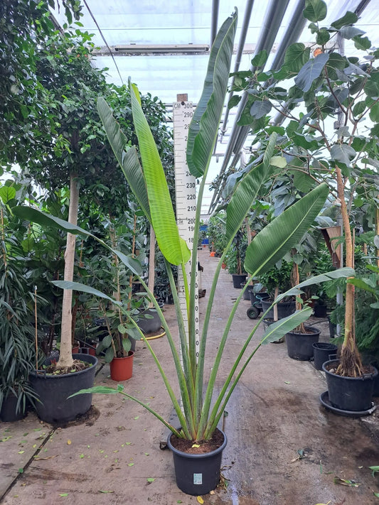 290 - 320cm XXL Ravenala Madagascariensis 45cm Pot House Plant