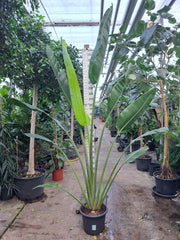 290 - 320cm XXL Ravenala Madagascariensis 45cm Pot House Plant