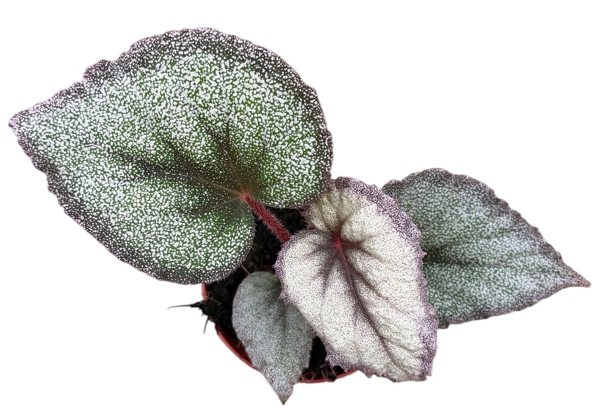 Begonia Flamingo Soul House Plant 8cm Pot