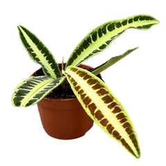 10 - 15cm Labisia Jabi 10.5cm Pot House Plant