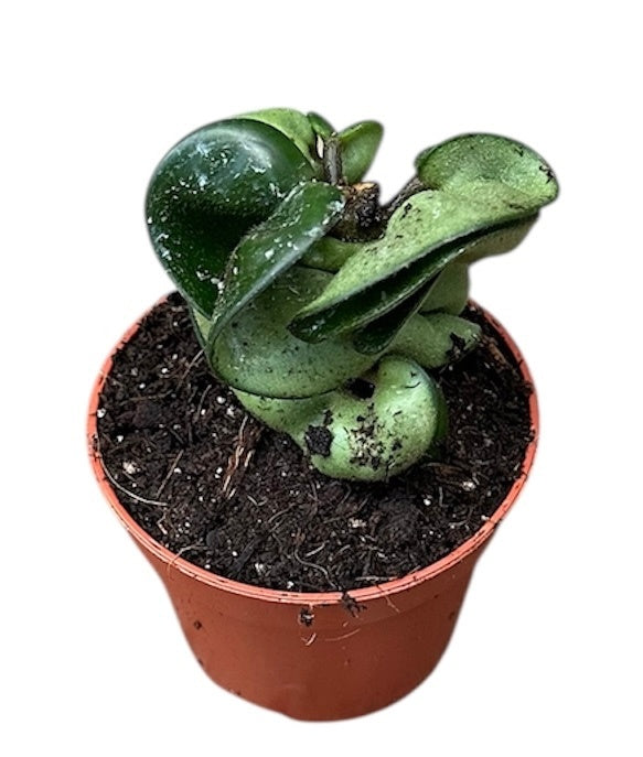 Hoya Compacta House Plant 6cm Pot