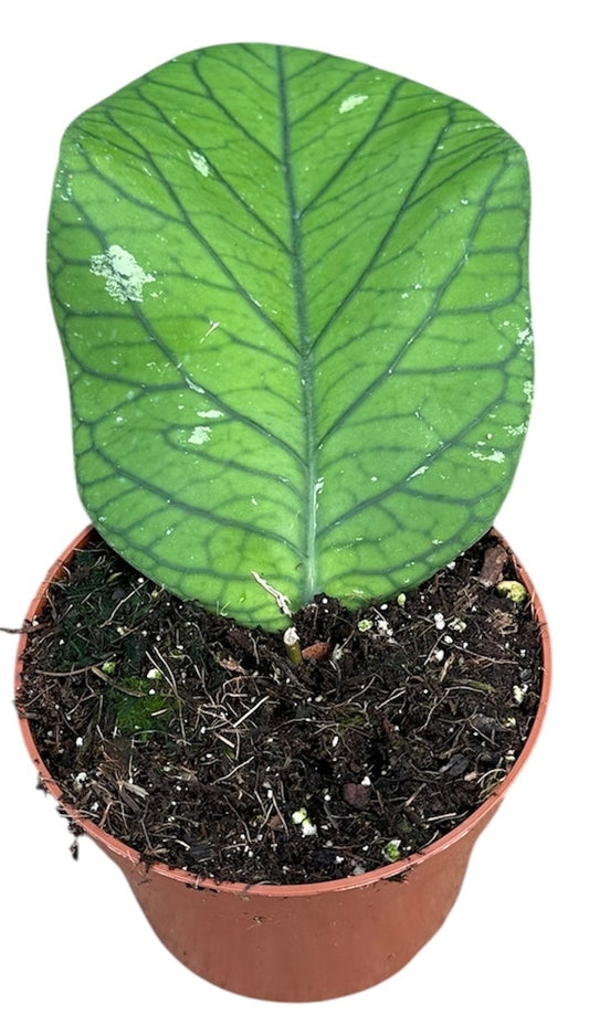 Hoya Meredithii Ted Green 10.5cm Pot 10cm Height House Plant