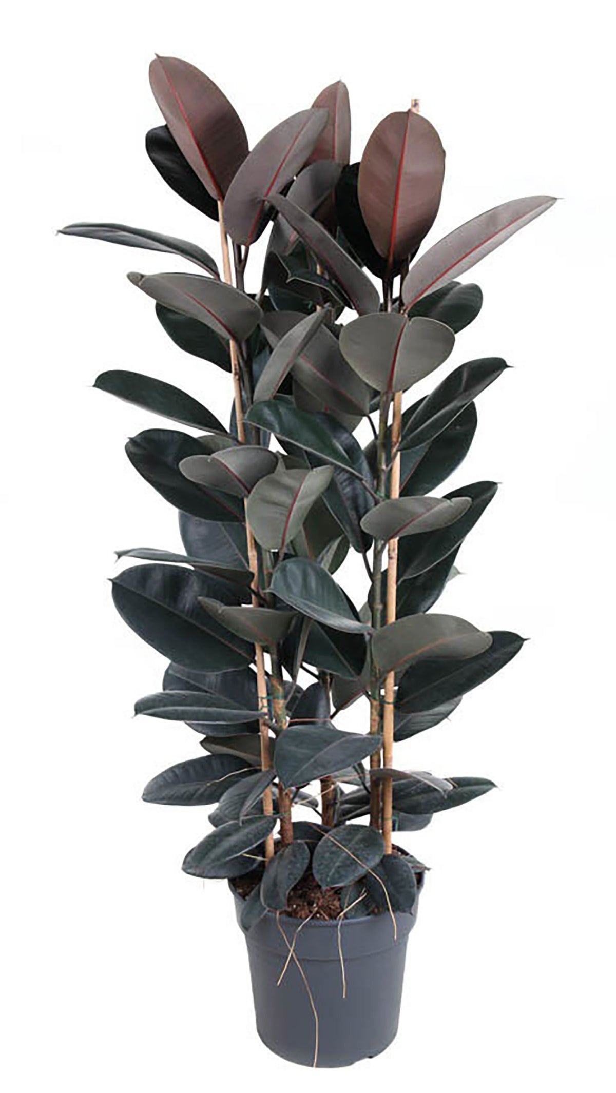 145 - 155cm Ficus Elastica Abidjan Rubber Plant Fig 34cm Pot House Plant