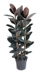 145 - 155cm Ficus Elastica Abidjan Rubber Plant Fig 34cm Pot House Plant